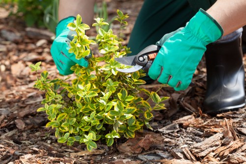 Eco-friendly deck cleaning process in urban London