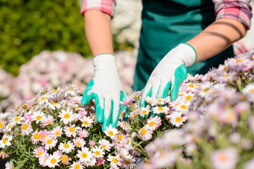 Eco-friendly cleaning products used for decking maintenance in Dalston