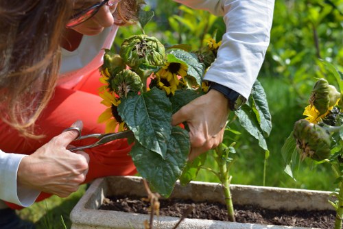 Deck cleaning process with eco-friendly solutions