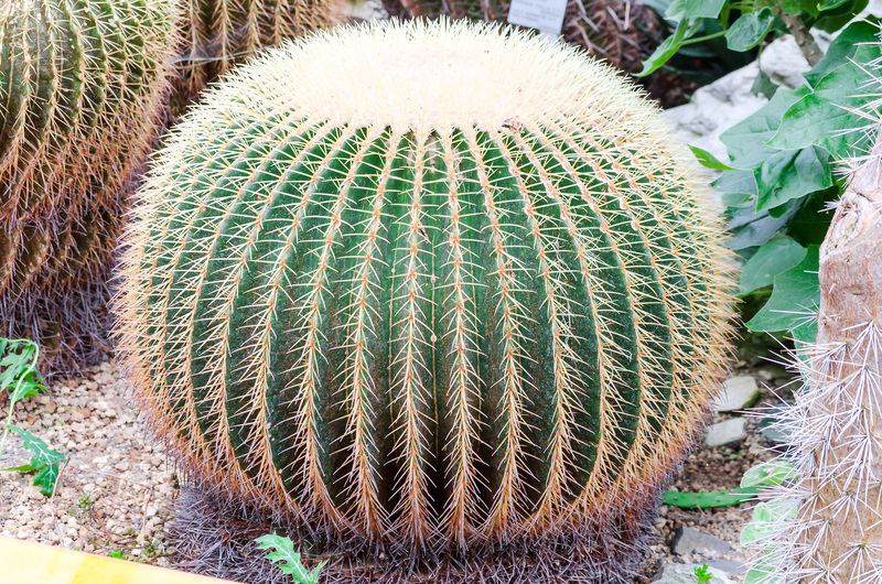 Building Green Barriers: Landscaping for Maximum Privacy