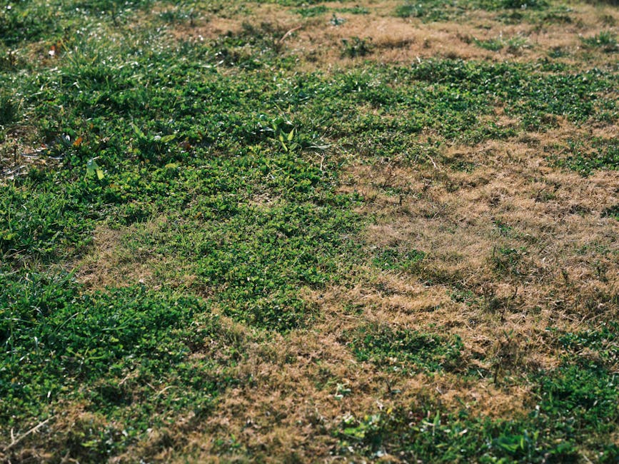 Close-up view of a garden lawn showing patches of brown, dry grass interspersed with areas of green, healthy grass and low-growing weeds and ground cover plants. The soil beneath the grass appears dry