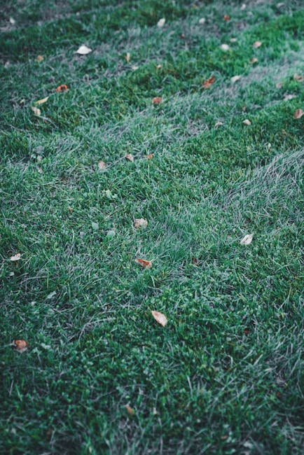 Close-up view of a garden lawn showing patches of brown, dry grass interspersed with areas of green, healthy grass and low-growing weeds and ground cover plants. The soil beneath the grass appears dry