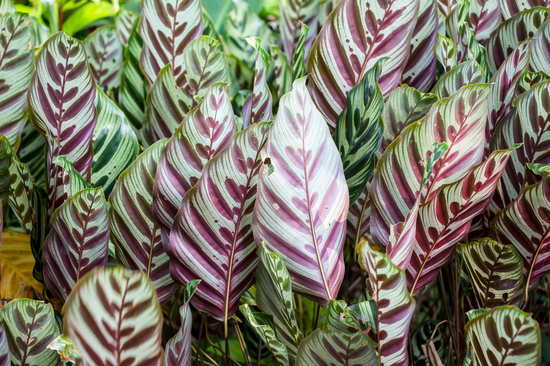 Survive and Thrive: Tropical Plants That Can Handle UK Weather